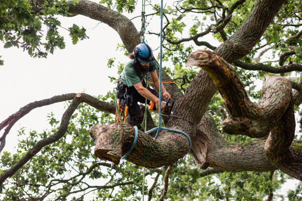 Best Tree Planting  in Highlands, TX